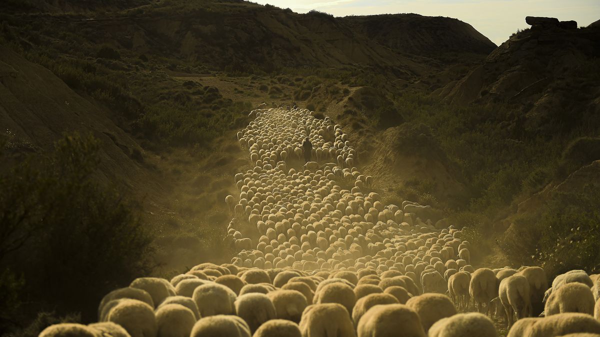 FOTO: Transhumance. Španělský pastevec dodržuje prastarý rituál převádění dobytka